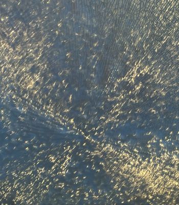 PAW35 - Frost Patterns