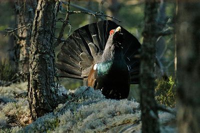 Capercaillie from a hide in Dalarna, Sweden