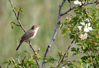 Krsanger - Acrocephalus palustris