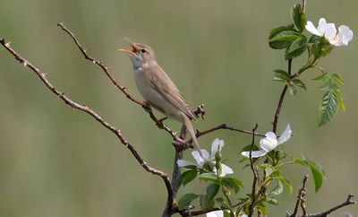 Krsanger - Acrocephalus palustris