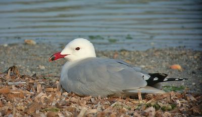 Audouins mge, Audouin*s Gull (Larus audouinii)
