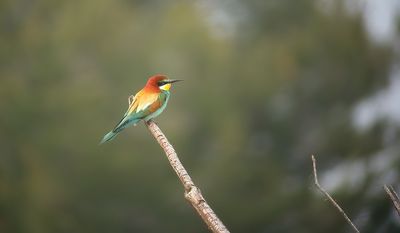 Bider, Eropean Bee -eater, (Merops apiasterater)