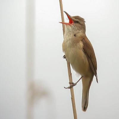 Drosselrrsanger, Great Reed Wabler, (Acrosephalus arundinaceus)