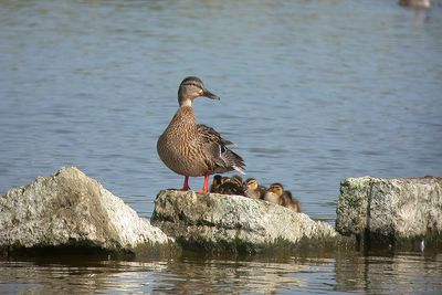 Grand ,Mallard, (Anser platyrhynchos)