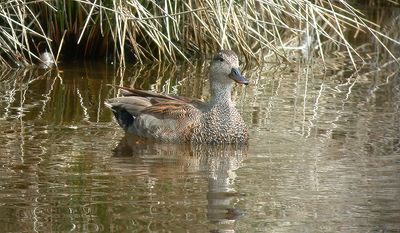 Knarand, Gadwall, (Anas strepera)