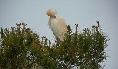 Kohejre, Cattle Egret (Bubulcus ibis)