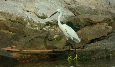 Silkehejre, Little Egret, (Egretta garzetta)
