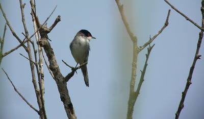 Sorthovedet sanger, Sardinian Wabler, (Sylvia melanocephala)