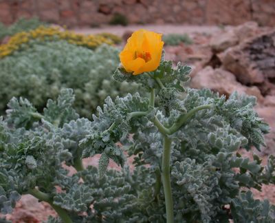 Strand-hornskulpe (Glaucium flavum)