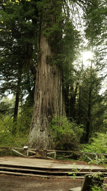 Big Tree 2- Prairie Creek SP-4331.jpg