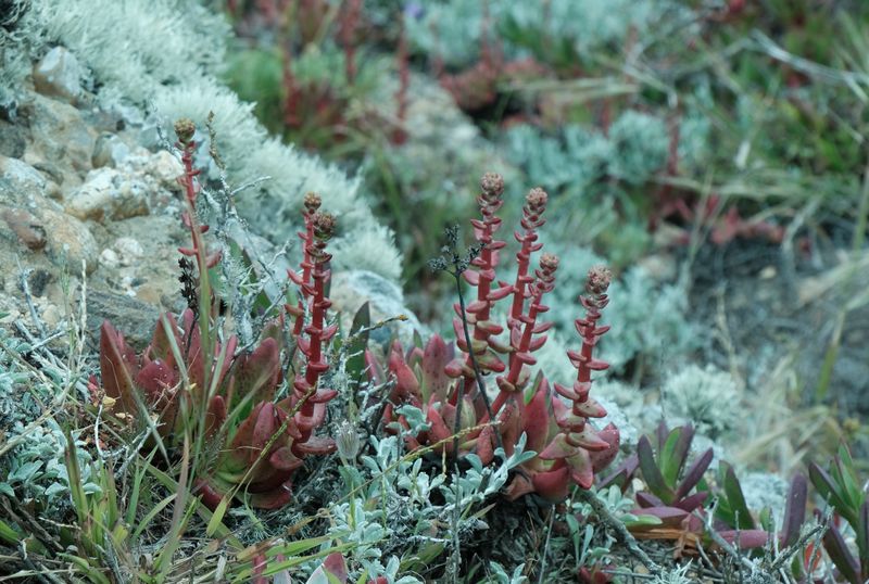 Point Lobos - Plants-4400.jpg