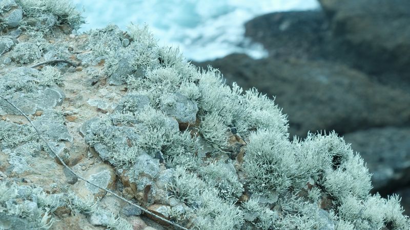 Point Lobos - Plants-4401.jpg
