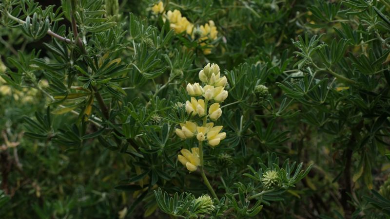 Partington Cove Plants-4514.jpg