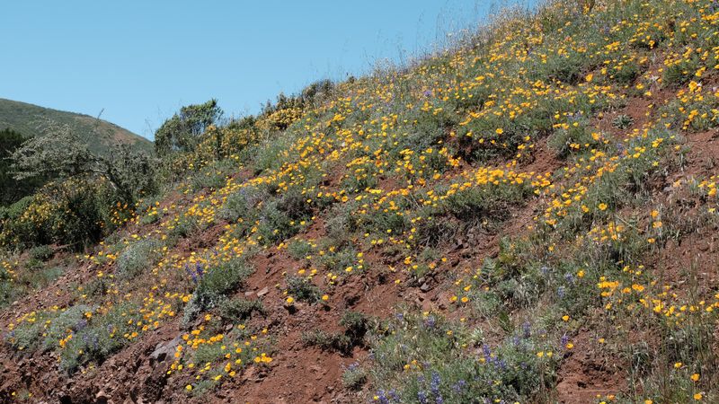 KirbyCove Road (Poppies)-4537.jpg