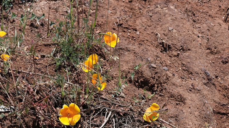 KirbyCove Road (Poppies)-4538.jpg