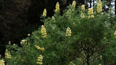 Partington Cove Plants-4513.jpg