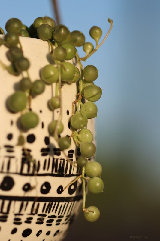 Testing my R7 with my 100 macro lens... Altho, now I have Nicolas's cage voice in my head... Ahh an elegant String of Pearls configuration. ( The Rock)