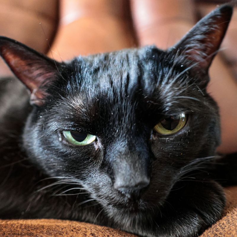 She is so done with having her photo taken.. sooo I took a few testing the new lens, resting it on the couch.. inches from her face... picky cat.