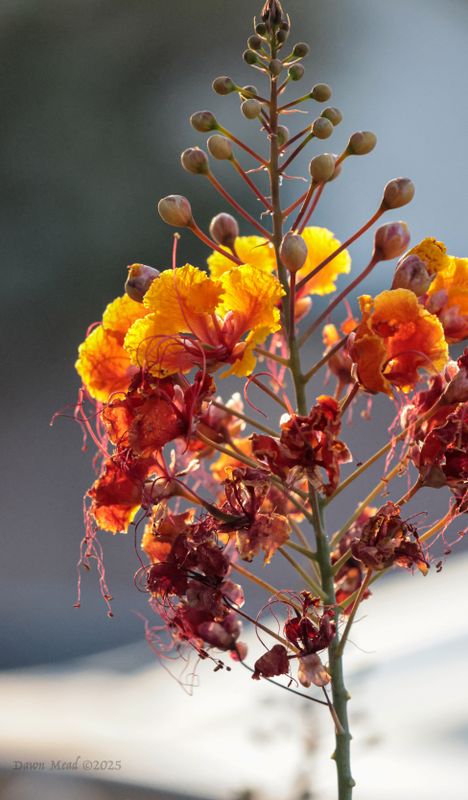 Also known as the peacock flower, catching the last rays of the sun as it turns an already fiery plant even more so.