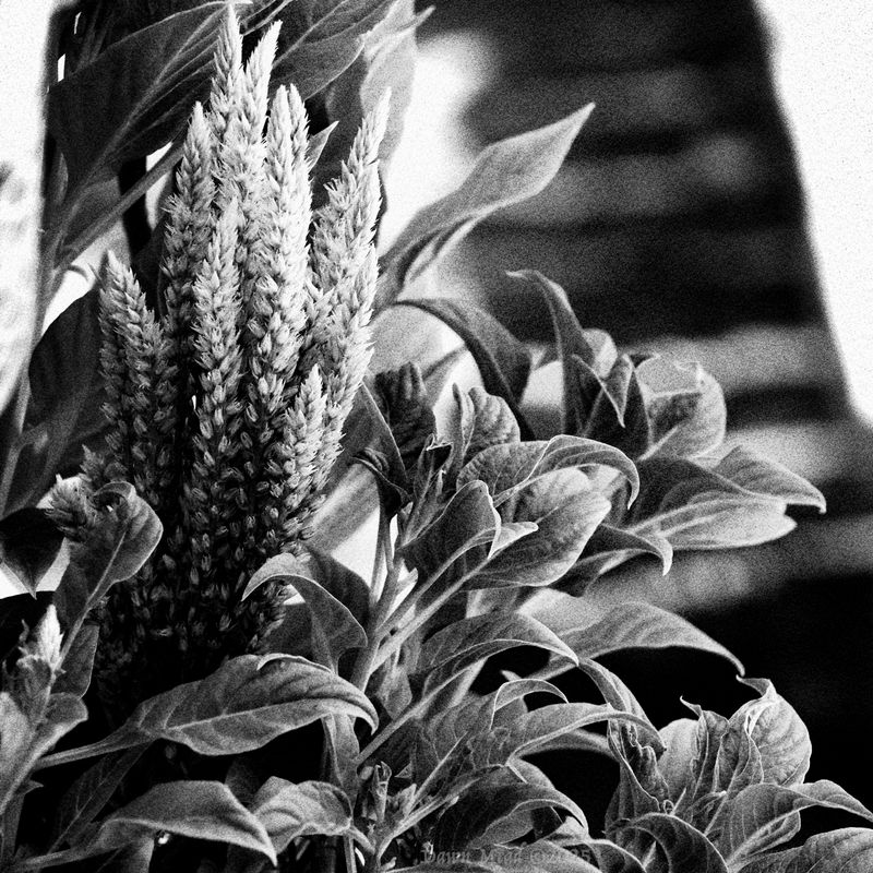 Playing with the Black & white grainy filter on the canon R7.