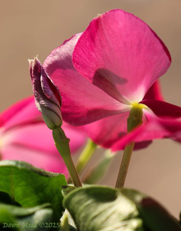 Testing the HDR in camera creative filter in the Canon R7