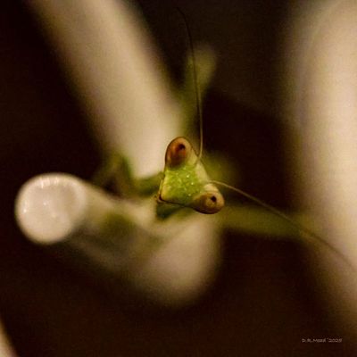 Baby Mantis at 1:00 am