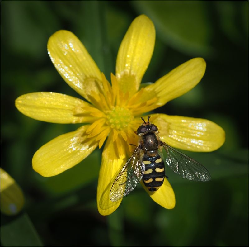 Pied Hoverfly on Lesser Celandine