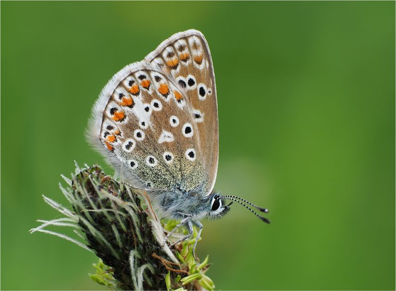 Butterflies and Moths