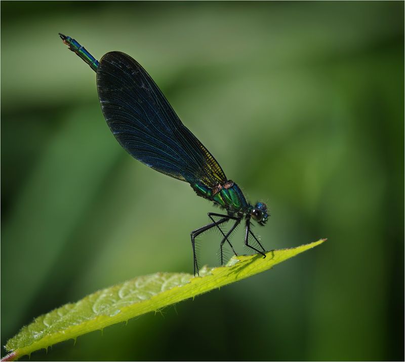 Dragonflies and Damselflies