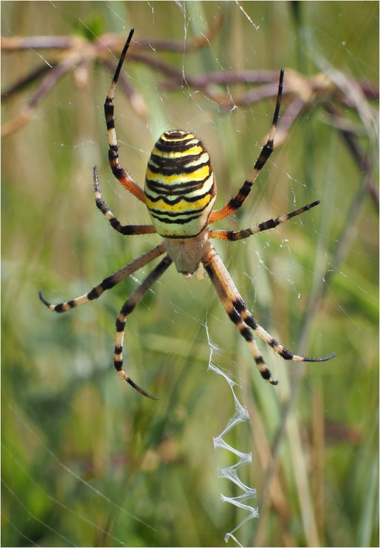 Insects and Spiders
