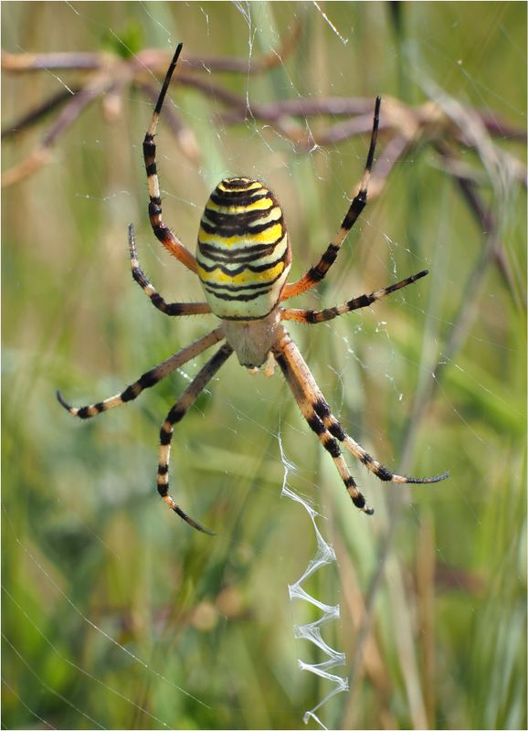 Insects and Spiders