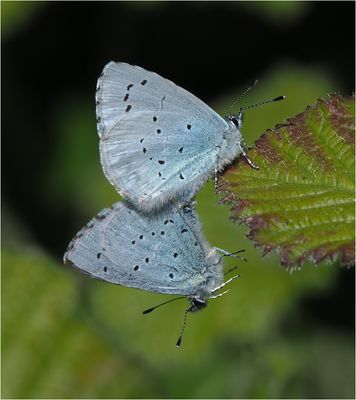 Mating Holly Blues