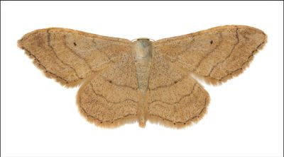 Riband Wave