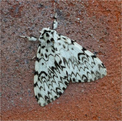 Black Arches