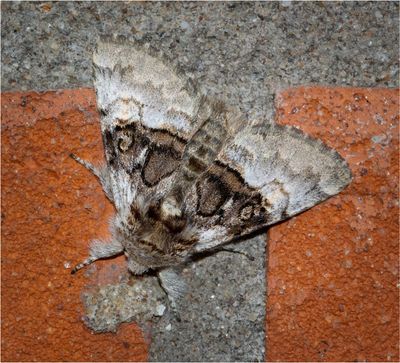 Nut-tree Tussock