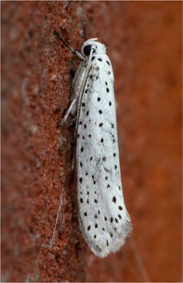 Bird-cherry Ermine 