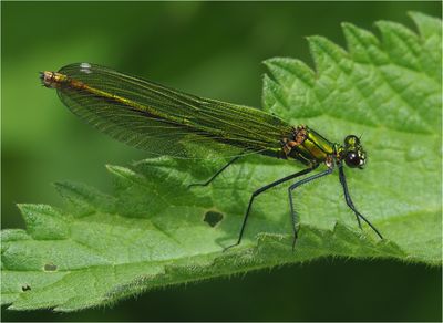 Female Banded Demoiselle