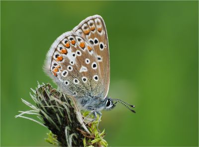 Female Common Blue