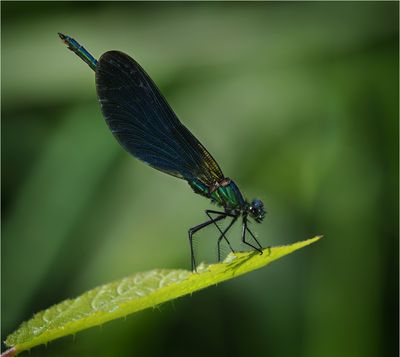 Dragonflies and Damselflies