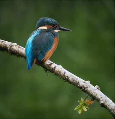 Kingfisher