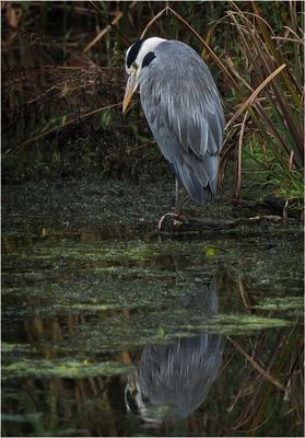 Grey Heron