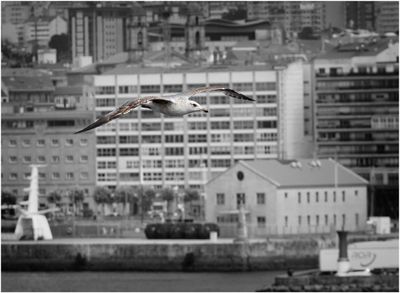 Vigo Fly by
