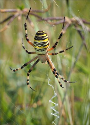 Wasp Spider