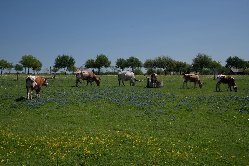 230325-067-Long horn cattle.jpg