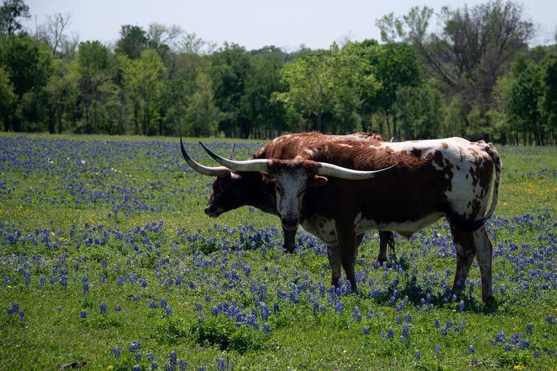 230325-068-Long horn cattle.jpg