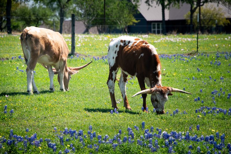 230325-069-Long horn cattle.jpg