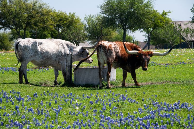 230325-070-Long horn cattle.jpg