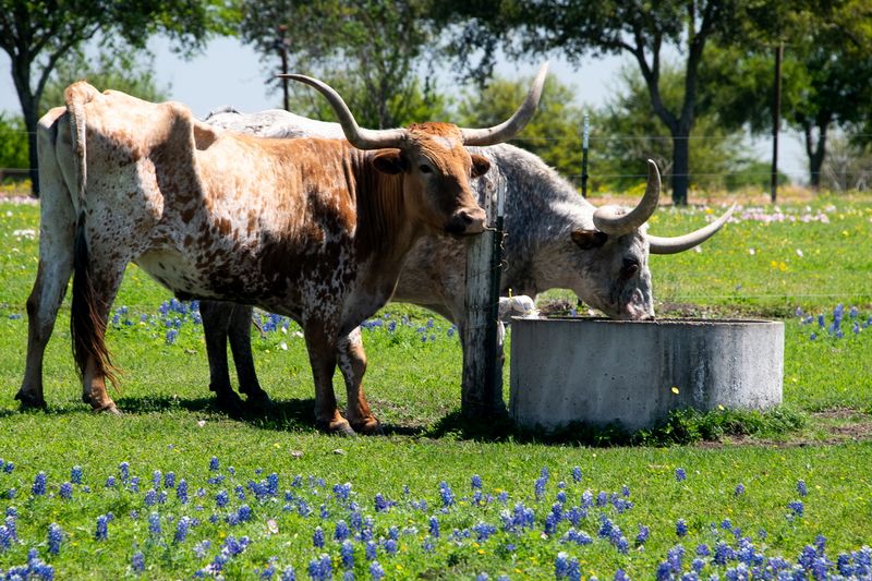 230325-071-Long horn cattle.jpg