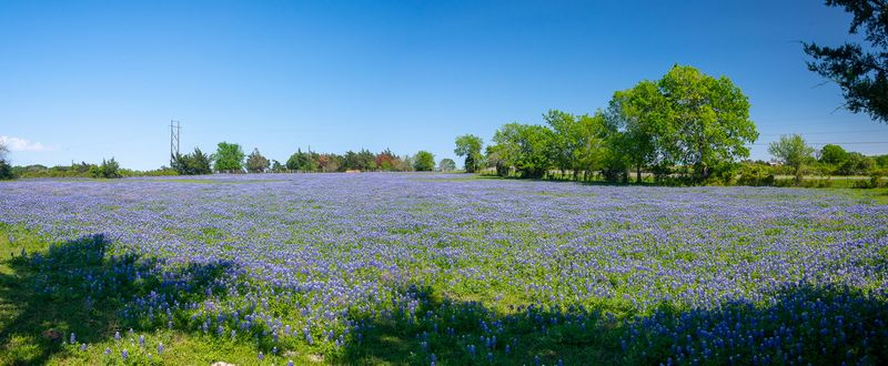 230325-090-Bluebonets (Brenham).jpg