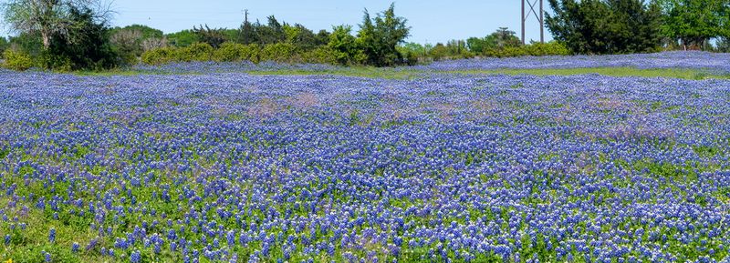 230325-092-Bluebonets (Brenham).jpg